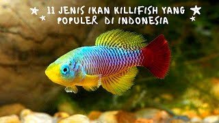 11 Jenis Ikan Killifish Yang Populer di Indonesia [upl. by Sarkaria]