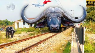 Kereta Train Kikiop exe high speed zinging pong Buffalo Funny moments top speed trainFunnytrain [upl. by Adnaugal]