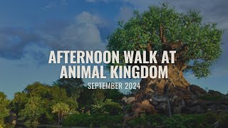 Afternoon Walk at Animal Kingdom  September 2024  4K Walkthrough [upl. by Vinia624]