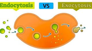 Endocytosis and Exocytosis in urdu \hindi [upl. by Roseanne]