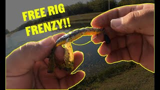 Free Rig Frenzy NEW bait presentation Pt 1 [upl. by Obidiah]