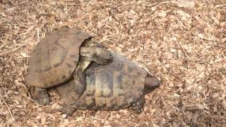 Turtles mating noise [upl. by Azitram]