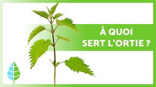 BIENFAITS DE LORTIE 🌿💚 Propriétés médicinales UTILISATION et CONTREINDICATIONS [upl. by Sandy958]