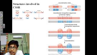 Genetic recombination lecture 2  site specific recombination [upl. by Aniara]