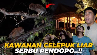 GAWATTTT PENDOPO DI SERBU KAWANAN BURUNG HANTU LIAR [upl. by Nessej926]