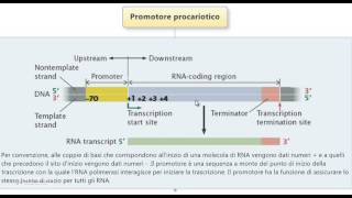 Test Medicina  Promotore procariotico [upl. by Enidaj634]