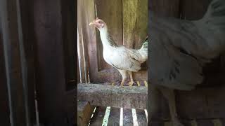 Pure kanawayon hen Yellow leg chicken [upl. by Pond]