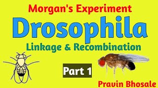 Morgans Experiment  Drosophila  Cross 1  Body colour and Eye colour  Part 1  Pravin Bhosale [upl. by Ellevart]