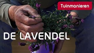 Alles over de lavendel  Tuinmanieren [upl. by Foskett687]