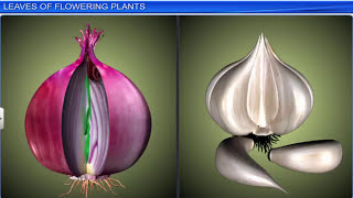 CBSE Class 11 Biology  Morphology of Flowering Plants  Full Chapter  By Shiksha House [upl. by Trask]