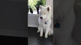 Samoyed Howling 😂 guaranteed to make you smile [upl. by Alyal]