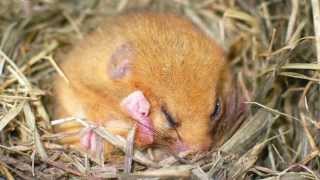 A guide to surveying torpid hazel dormice [upl. by Priscilla]