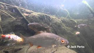 12 species of fish in garden pond Underwater 1 [upl. by Htaek404]