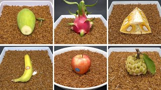 MealWorms Eating Fruits Time Lapse Compilation  MANGO DRAGON FRUIT BANANA JACKFRUIT APPLE [upl. by Waldman]