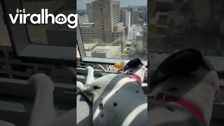 Dalmatian Drops Toy From 17Story Window  ViralHog [upl. by Nitsruk]