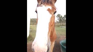 Shiralee Clydesdales and farm stay Rockhampton horse [upl. by Kavanaugh]