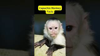 Capuchin Monkey Fun Facts shorts monkey animals [upl. by Ettenuahs860]