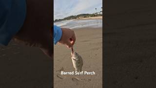 Surf fishing Santa Barbara using 805 Custom Baits [upl. by Anatak]