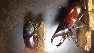 Xylotrupes gideon sumatrensis  Ein Paar zieht in die Eiablagebox [upl. by Egidio894]