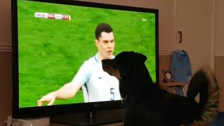 Dog watching football [upl. by Aisek]