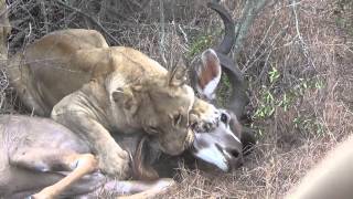 Lions chase and kill male kudu Graphic video very intense Part1 [upl. by Sylvia727]