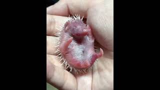 Newborn hedgehog 【 Day 1 】 dailyvlog shortvideo hedgehog newborn mypet [upl. by Natal]