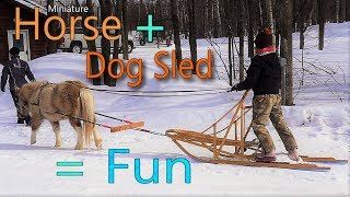 Driving a horse drawn dog sled at Versatile Horsemanship [upl. by Ahsilam]