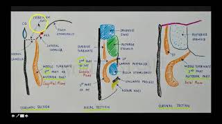 Attachments of the Middle Turbinate  Educational Video by Dr Shyam Kalyan N World ENT Care [upl. by Balthasar]