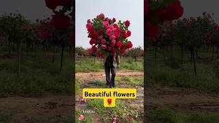 Beautiful flowers 🌹 gardendecorationideas flowers [upl. by Aryan]