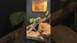 Bearded dragon enrichment 101 [upl. by Sacksen462]