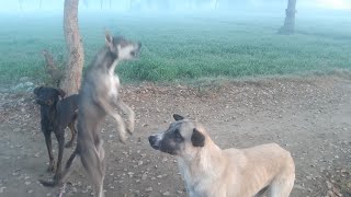 the pupy dog baban dog tries for3 years to win over feral cat the dodo [upl. by Ened832]