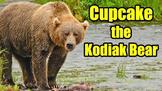 Cupcake the Kodiak Brown Bear – Alaska Bears  Behind the Scenes [upl. by Solrak11]