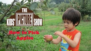 How to Pick Apples  The Kids Picture Show Fun amp Educational Learning Video [upl. by Kilan990]