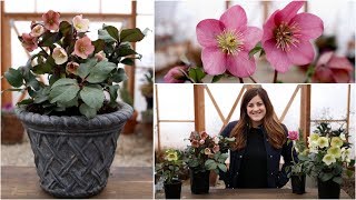 Hellebore Care Guide  Garden Answer [upl. by Klenk]