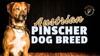 🇦🇹  The Austrian Pinscher Facts And Origins  Dog Breed [upl. by Sible]