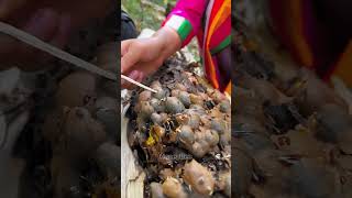 Expert Beekeeper Shares Juicy Honey Harvesting Secrets  honey shorts [upl. by Jocelyn903]