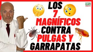 ✅ 7 REPELENTES CASEROS E INSECTICIDAS NATURALES ✅ CONTRA PULGAS Y GARRAPATAS ✅EN PERROS Y GATOS [upl. by Trescott]