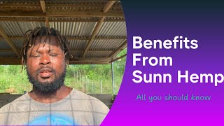 Benefits from Sunn Hemp [upl. by Inilahs]