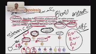 L1 Haematopoiesis P1 طب القادسية المرحلة الخامسة مادة علم الدم الكورس الاول [upl. by Neau]