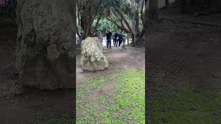 Maori Cultural Tour Waiheke Island travel maoriora waiheke [upl. by Finah]