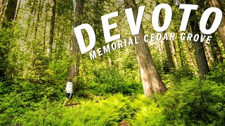 Ancient Cedars Along One Of Idaho’s Prettiest Roads [upl. by Donoghue]