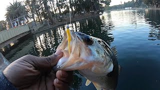 Sol Cal Trout Fishing  Alondra Park [upl. by Hamehseer544]