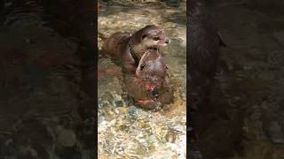 Otter Playing in the Most Beautiful River in Japan😳😳 shorts aty otter WaterSausage [upl. by Tenaj]