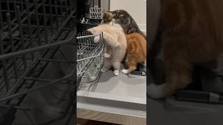 Kittens Trying To Help With The Dishes 🐱🥰  Week 85  Short 272 cat kitten animals dailyvlog [upl. by Nospmoht]