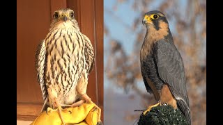 Falconry Aplomados vs Merlins a comparison [upl. by Jelks]