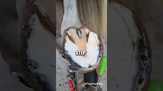 Best Hoof trimming EVER DONE  hoof horse animals [upl. by Garlaand661]