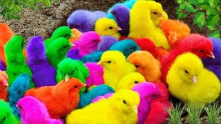 Tangkap Ayam LucuAyam Warna WarniAyam rainbowAyam Pelangi BebekkucingKelinciDunia Hewan Lucu [upl. by Pedersen181]