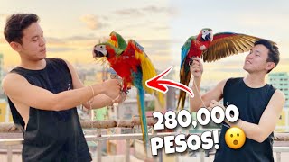 NEW PARROT NG MFP HARLEYQUIN MACAW 280000 THOUSAND 😱 [upl. by Zsazsa]