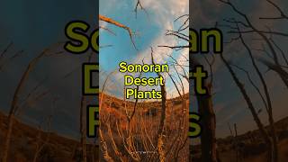 Sonoran Desert Plants hiking arizona nature phoenix [upl. by Attennek]