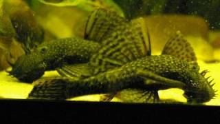 My big adult Bristlenose pleco  Antennenwelse Ancistrus 23 [upl. by Mirabelle]